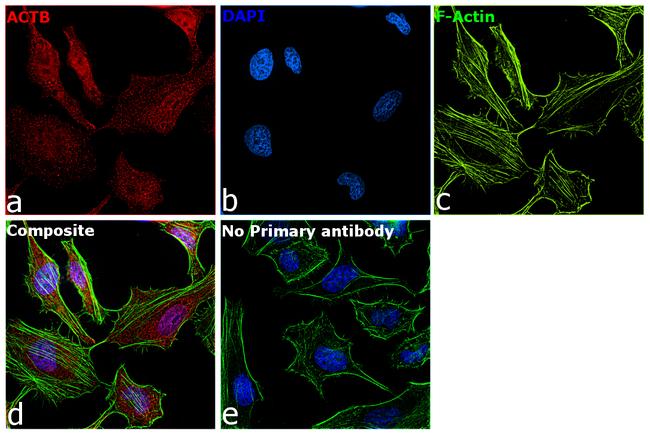 beta Actin Antibody in Immunocytochemistry (ICC/IF)