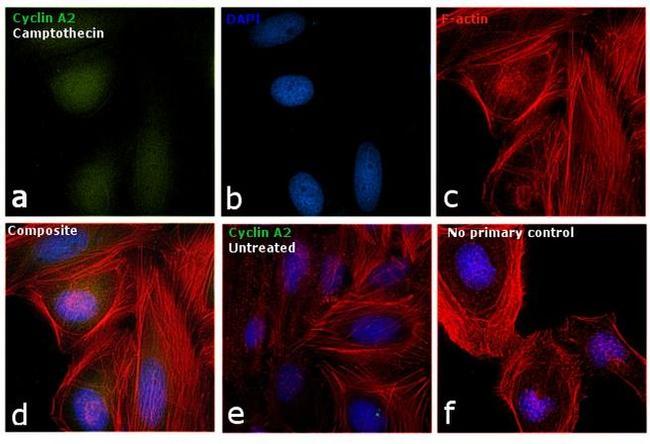 Cyclin A2 Antibody in Immunocytochemistry (ICC/IF)