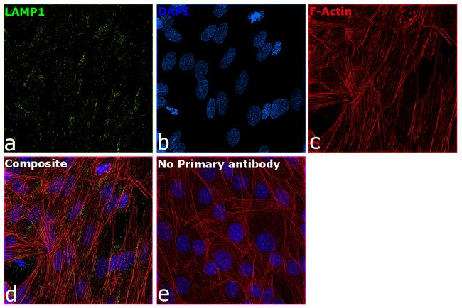 LAMP1 Antibody in Immunocytochemistry (ICC/IF)