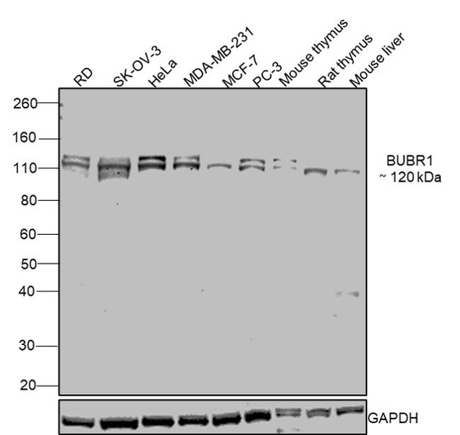 BUBR1 Antibody in Western Blot (WB)