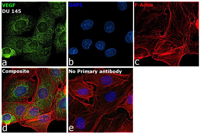 VEGF Antibody in Immunocytochemistry (ICC/IF)