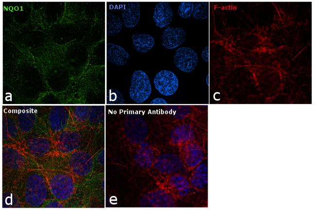 NQO1 Antibody in Immunocytochemistry (ICC/IF)