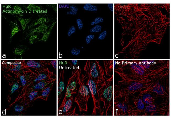 HuR Antibody in Immunocytochemistry (ICC/IF)