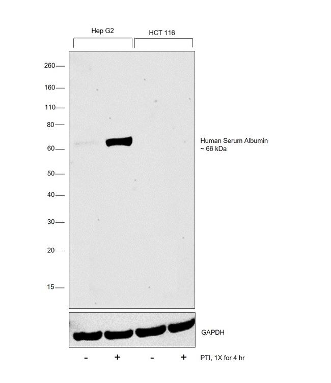 Human Serum Albumin Antibody in Western Blot (WB)