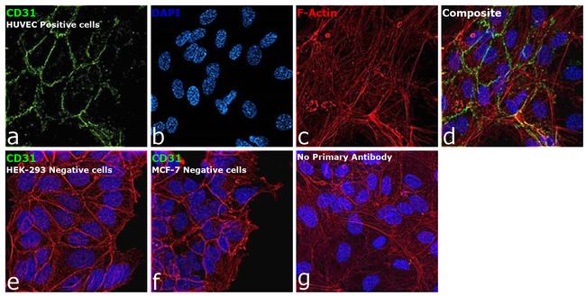 CD31 Antibody in Immunocytochemistry (ICC/IF)