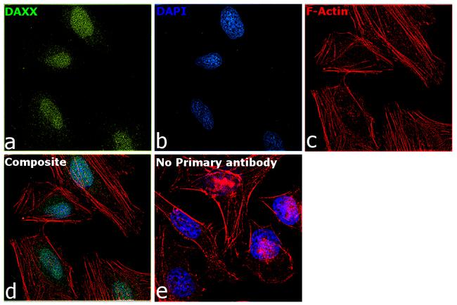 DAXX Antibody in Immunocytochemistry (ICC/IF)