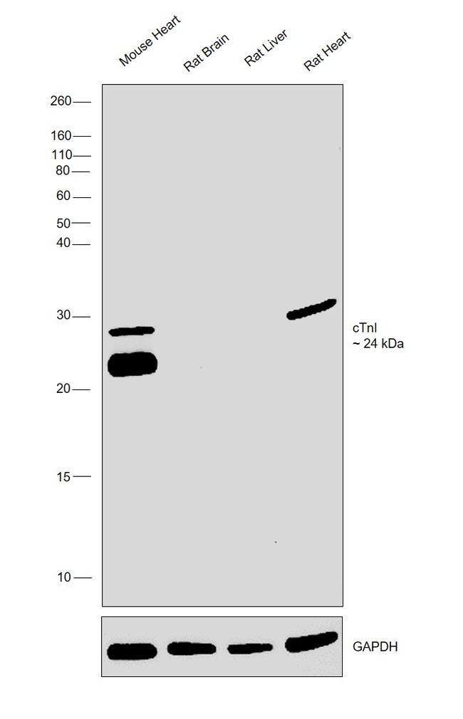 Cardiac Troponin I Antibody in Western Blot (WB)