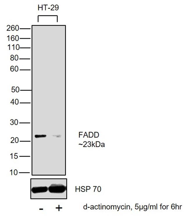 FADD Antibody in Western Blot (WB)