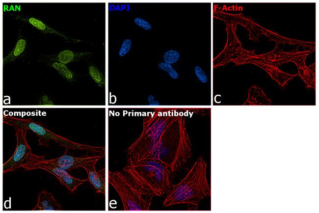 RAN Antibody in Immunocytochemistry (ICC/IF)