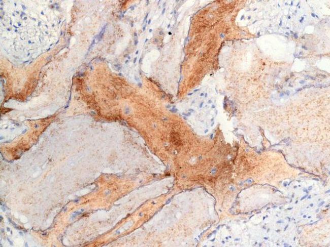 Osteocalcin Antibody in Immunohistochemistry (Paraffin) (IHC (P))