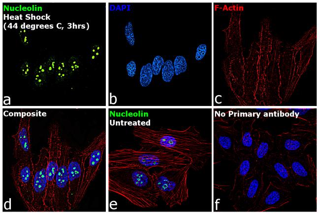 Nucleolin Antibody in Immunocytochemistry (ICC/IF)