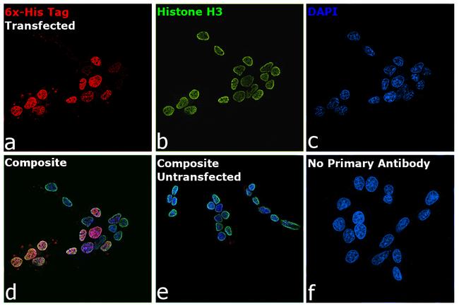 6x-His Tag Antibody in Immunocytochemistry (ICC/IF)