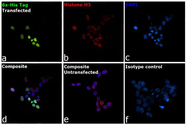 6x-His Tag Antibody in Immunocytochemistry (ICC/IF)