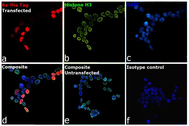 6x-His Tag Antibody in Immunocytochemistry (ICC/IF)