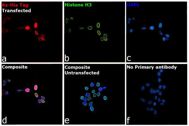 6x-His Tag Antibody in Immunocytochemistry (ICC/IF)