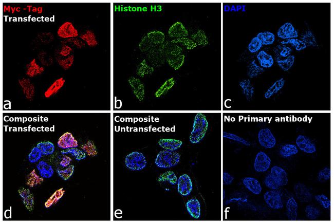 Myc Tag Antibody in Immunocytochemistry (ICC/IF)