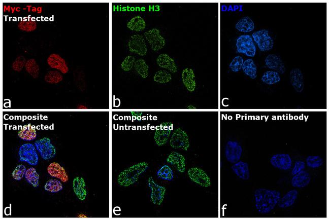 Myc Tag Antibody in Immunocytochemistry (ICC/IF)