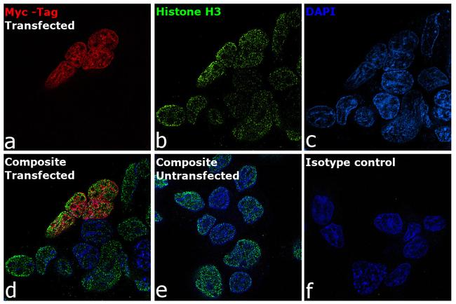 Myc Tag Antibody in Immunocytochemistry (ICC/IF)