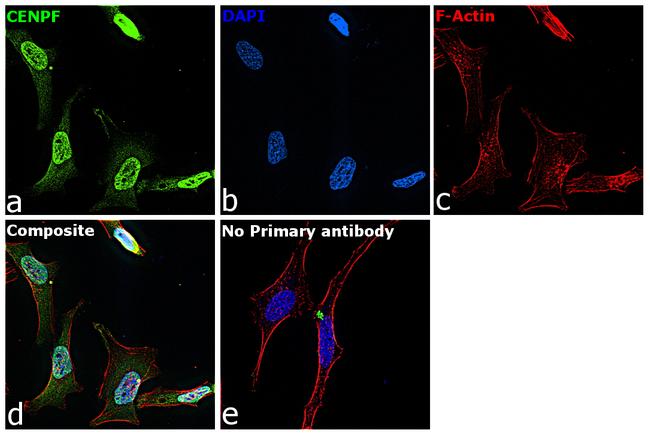 CENPF Antibody in Immunocytochemistry (ICC/IF)