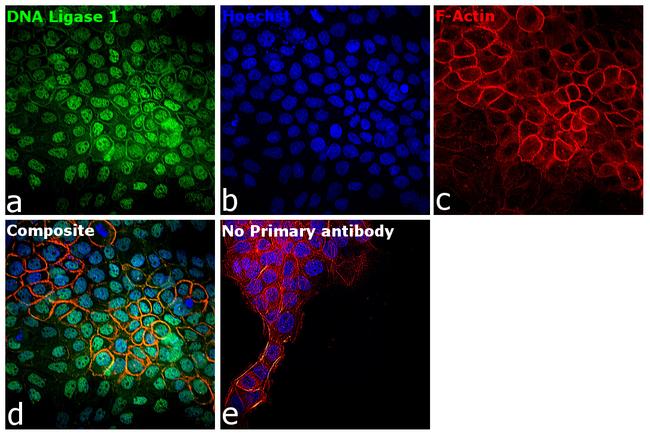 DNA Ligase I Antibody in Immunocytochemistry (ICC/IF)