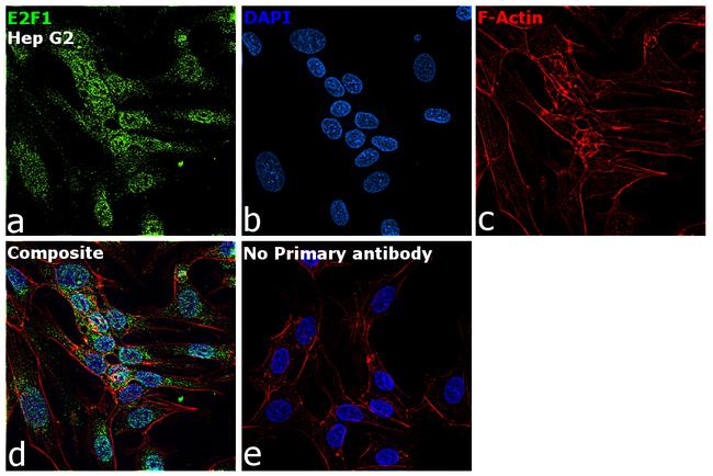 E2F1 Antibody in Immunocytochemistry (ICC/IF)