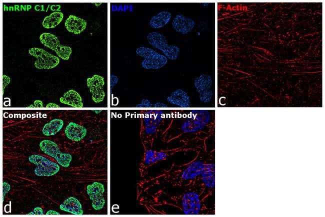 hnRNP C1/C2 Antibody in Immunocytochemistry (ICC/IF)