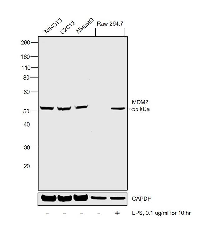 MDM2 Antibody in Western Blot (WB)