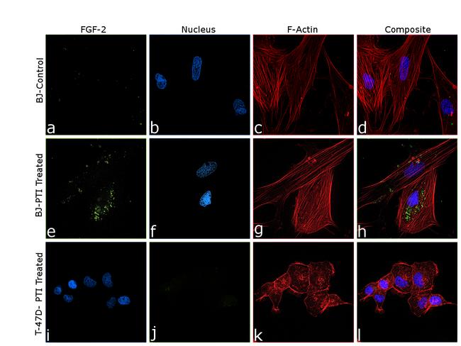 FGF2 Antibody in Immunocytochemistry (ICC/IF)