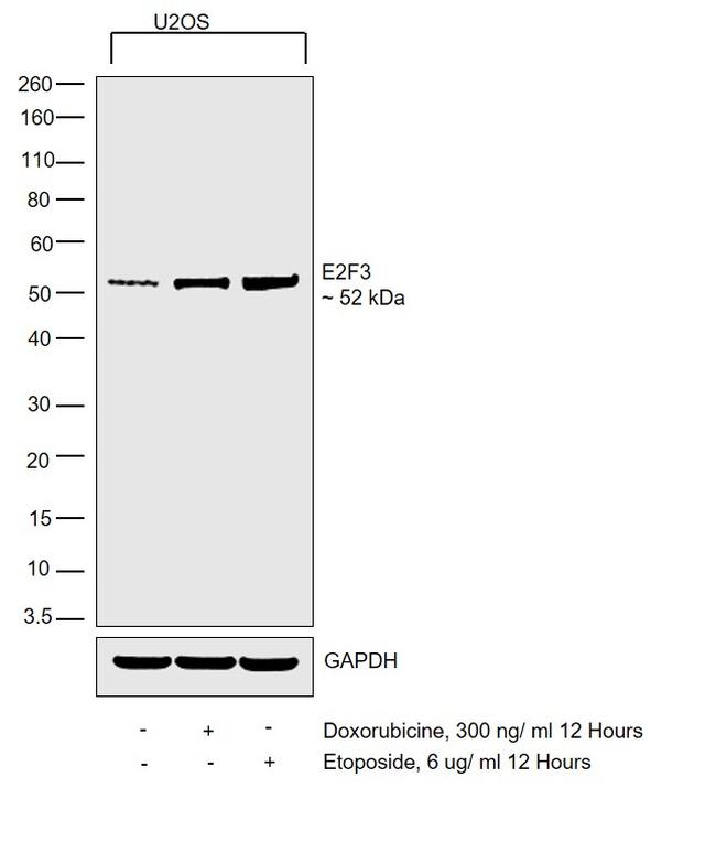 E2F3 Antibody in Western Blot (WB)