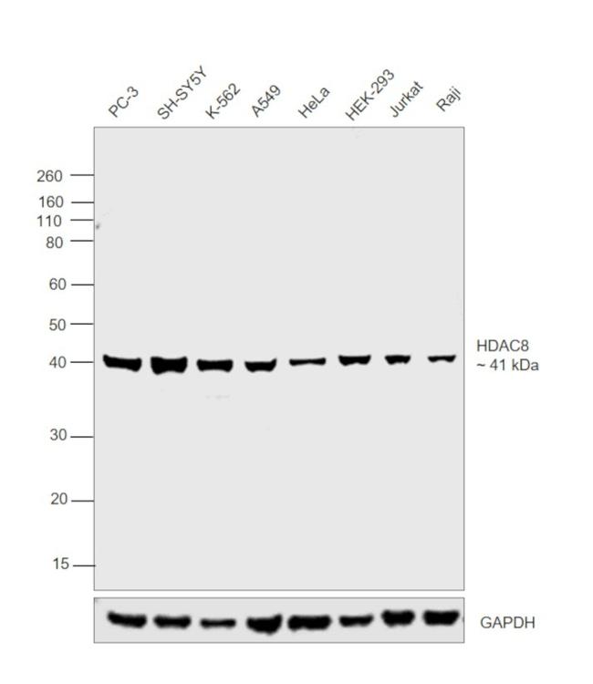 HDAC8 Antibody in Western Blot (WB)