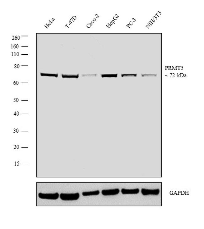 PRMT5 Antibody in Western Blot (WB)