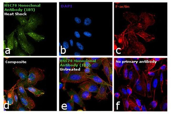 HSC70 Antibody in Immunocytochemistry (ICC/IF)