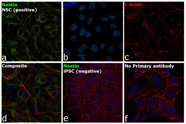 Nestin Antibody in Immunocytochemistry (ICC/IF)