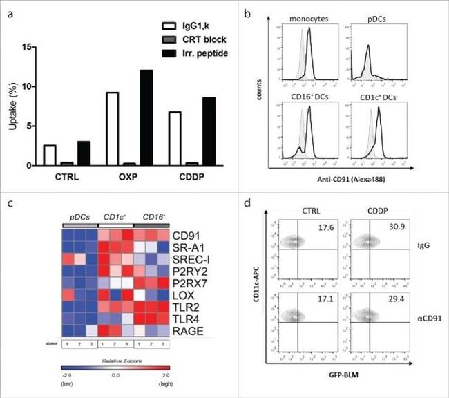 LRP1 Antibody in Flow Cytometry (Flow)