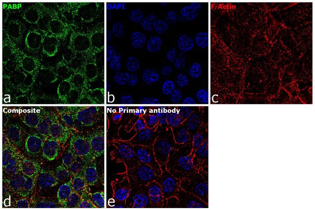 PABP Antibody in Immunocytochemistry (ICC/IF)