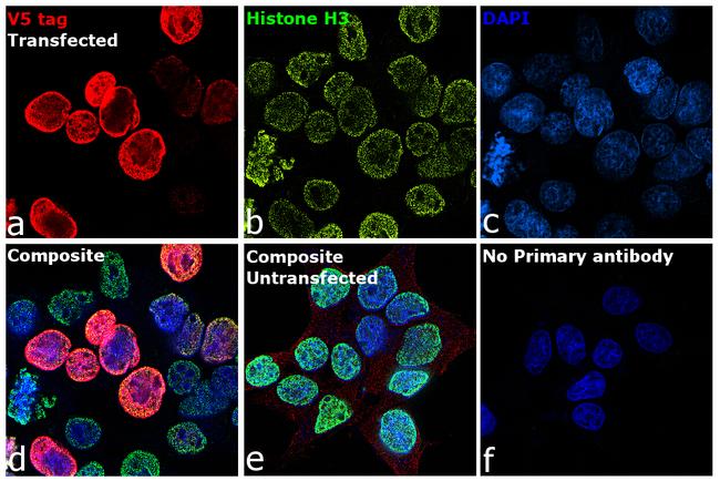 V5 Tag Antibody in Immunocytochemistry (ICC/IF)