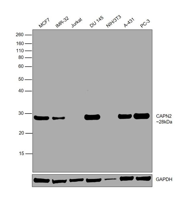 Calpain S1/S2 Antibody in Western Blot (WB)