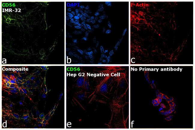 CD56 Antibody in Immunocytochemistry (ICC/IF)