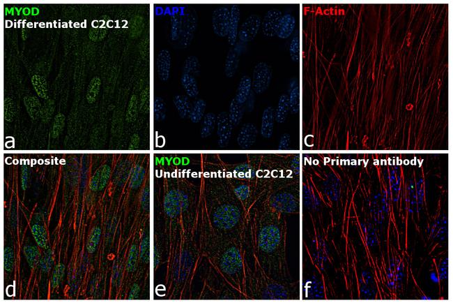 MYOD Antibody in Immunocytochemistry (ICC/IF)