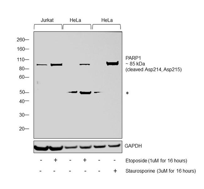 PARP1 (cleaved Asp214, Asp215) Antibody in Western Blot (WB)