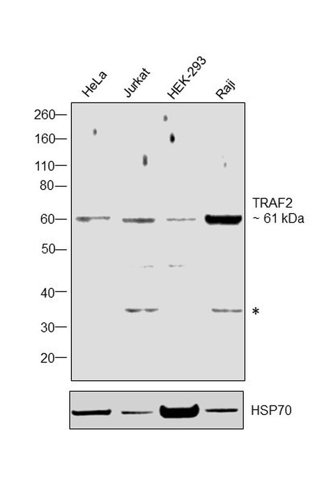 TRAF2 Antibody in Western Blot (WB)