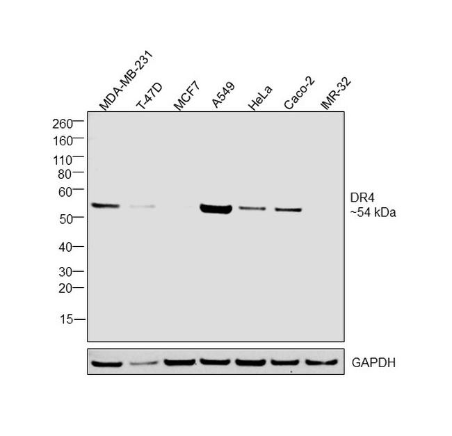 DR4 Antibody in Western Blot (WB)