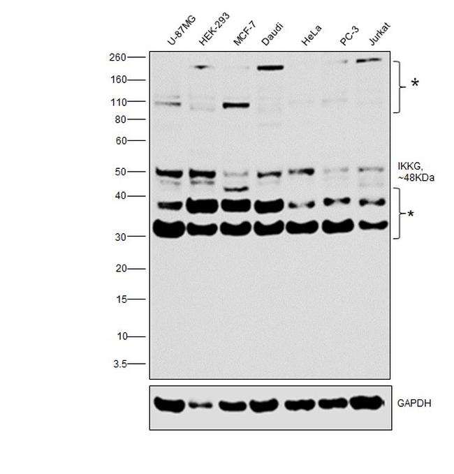 IKK gamma Antibody in Western Blot (WB)