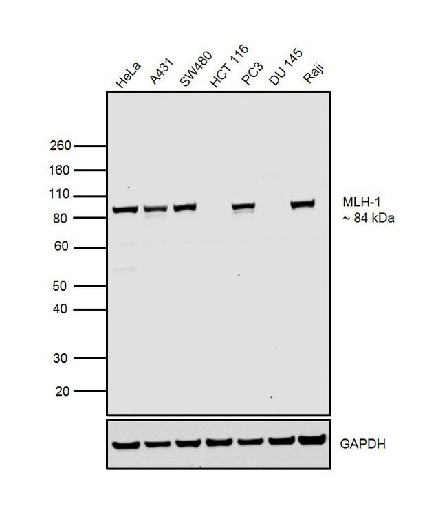 MLH1 Antibody in Western Blot (WB)