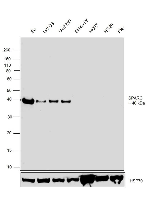 SPARC Antibody in Western Blot (WB)