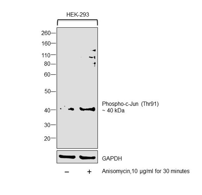 Phospho-c-Jun (Thr91) Antibody in Western Blot (WB)