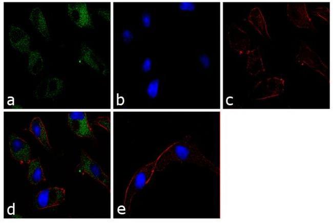 Apolipoprotein A5 Antibody in Immunocytochemistry (ICC/IF)