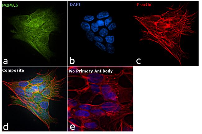 PGP9.5 Antibody in Immunocytochemistry (ICC/IF)