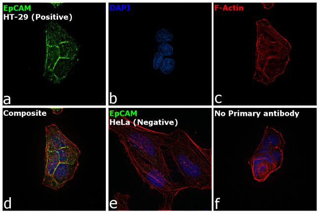 EpCAM Antibody in Immunocytochemistry (ICC/IF)