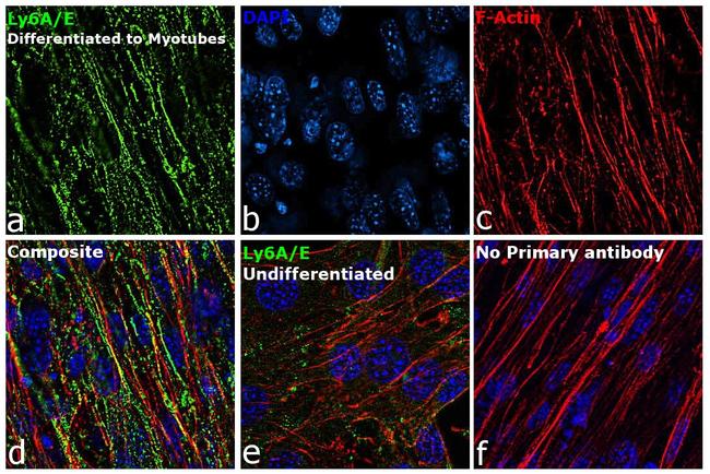 Ly-6A/E Antibody in Immunocytochemistry (ICC/IF)